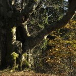 Kouzlo starých stromů, Beskydy